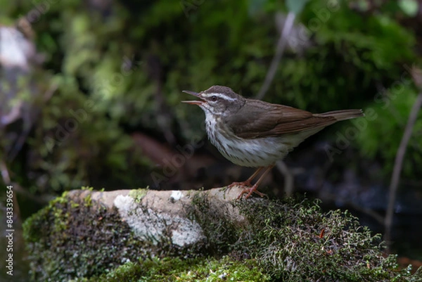 Obraz Louisiana Waterthrush