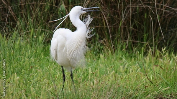 Obraz Aigrettes garzette