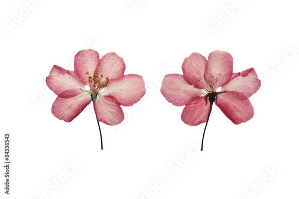 Obraz Pressed and Dried flower apple. Isolated on white background