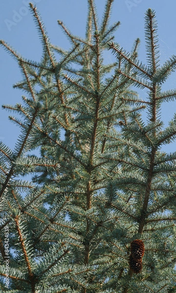 Fototapeta White spruce branches