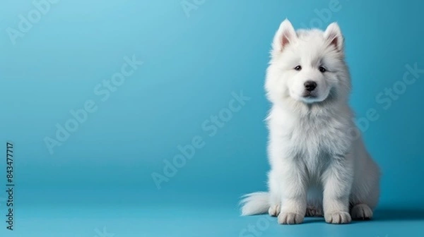 Fototapeta A playful Samoyed puppy sitting on a solid soft blue background with space above for text