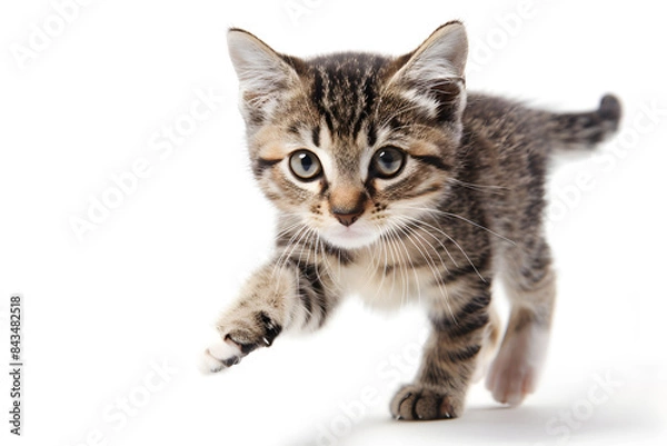 Fototapeta Playful kitten, running, playing isolated over white background