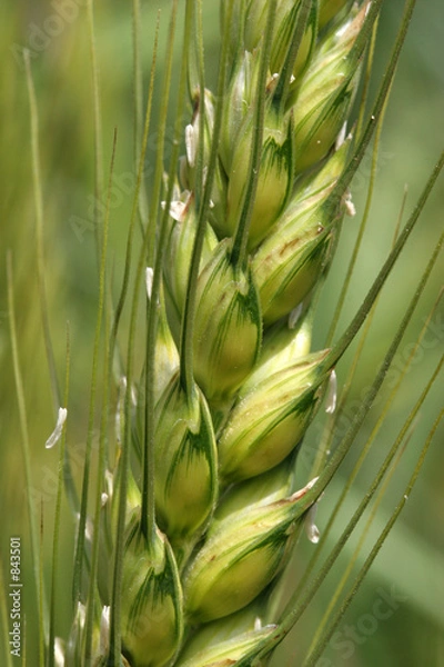 Obraz wheat plant close up