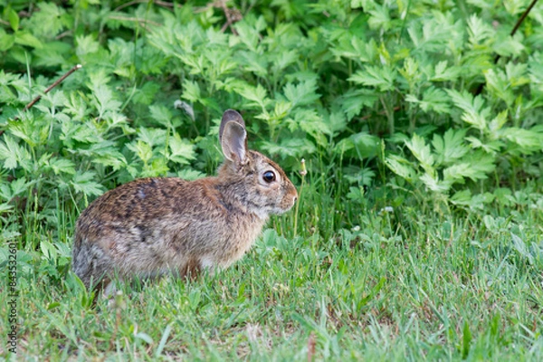 Obraz Cottontail Rabbit