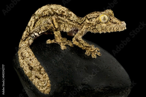 Obraz Southern leaftailed gecko (Uroplatus sameiti)