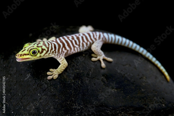Obraz Standing's day gecko (Phelsuma standingi) juvenile