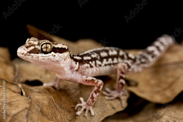 Obraz Ocelot gecko (Paroedura picta)