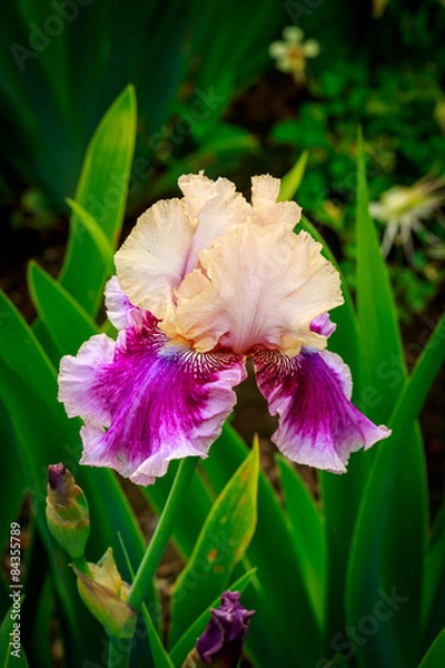 Fototapeta Bearded Iris Flower