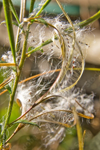 Obraz Pfaffenhütchen-Gespinstmotte