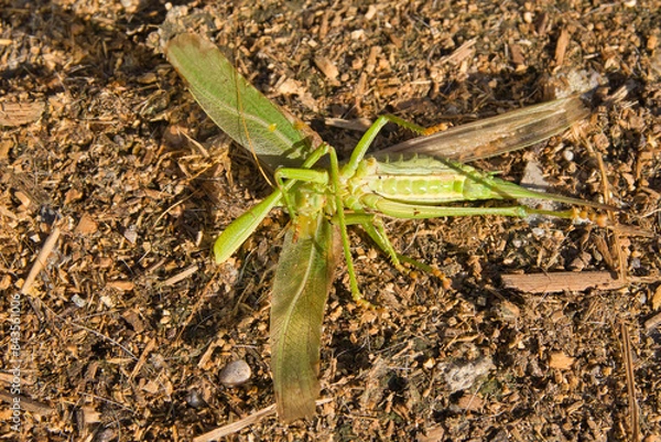 Obraz Grashüpfer, Heuschrecke