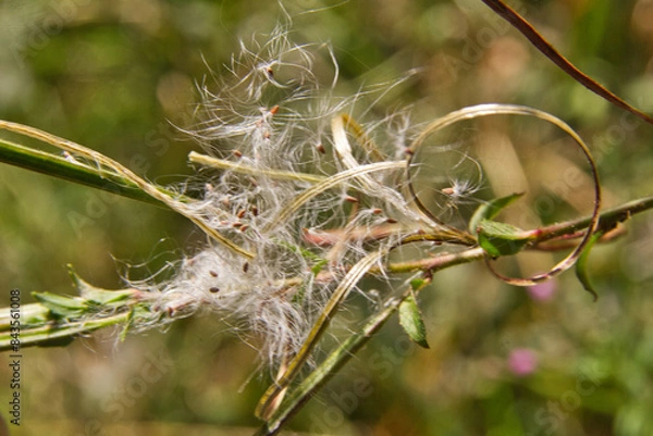 Obraz Pfaffenhütchen-Gespinstmotte