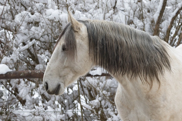 Obraz Pferdeportrait
