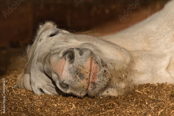 Obraz Pferd schläft