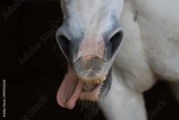 Obraz Pferdemaul mit Zunge