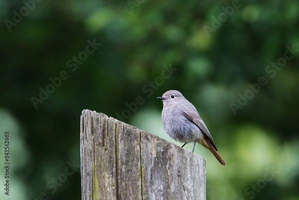 Obraz Hausrotschwanz