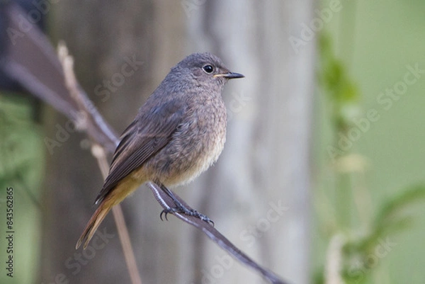 Obraz Hausrotschwanz