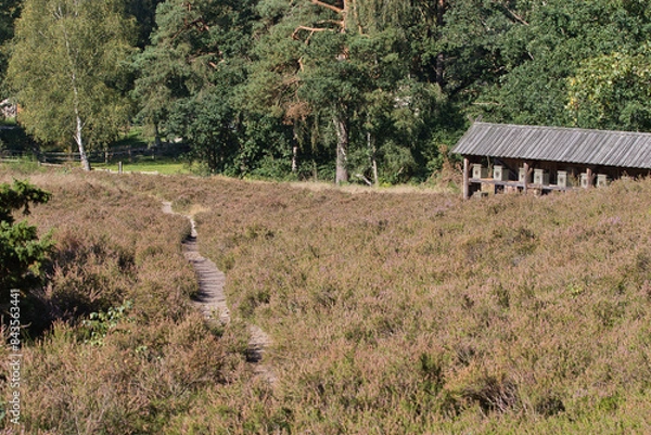 Obraz Lüneburger Heide