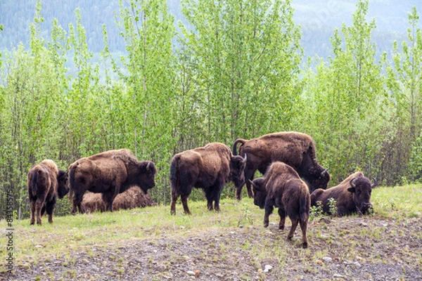 Obraz Herd of Bison