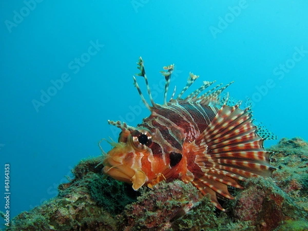 Obraz Small lionfish