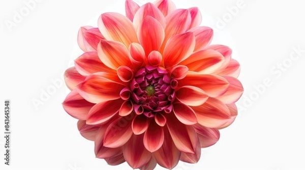 Fototapeta Close up image of dahlia flower on a white backdrop