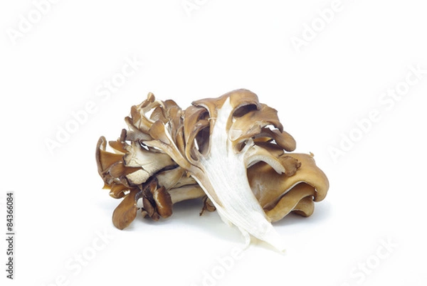 Obraz 舞茸　横画像