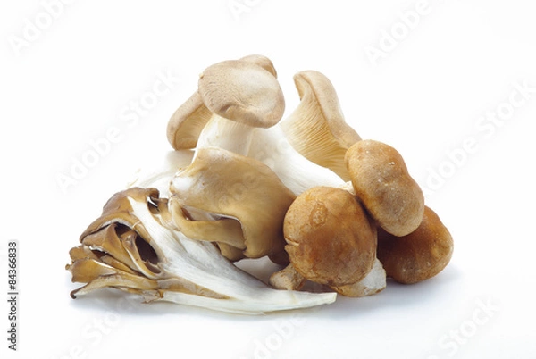 Obraz 三種のキノコ　横画像