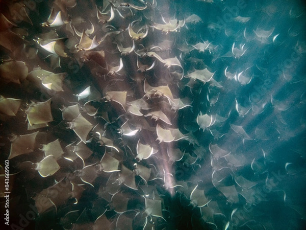 Fototapeta mobula ray aggregation