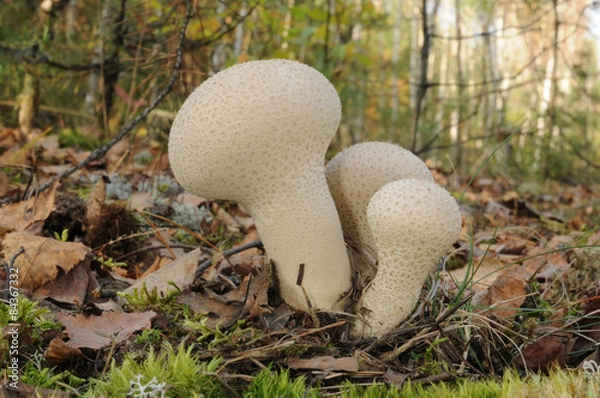 Obraz Lycoperdon perlatum fungus