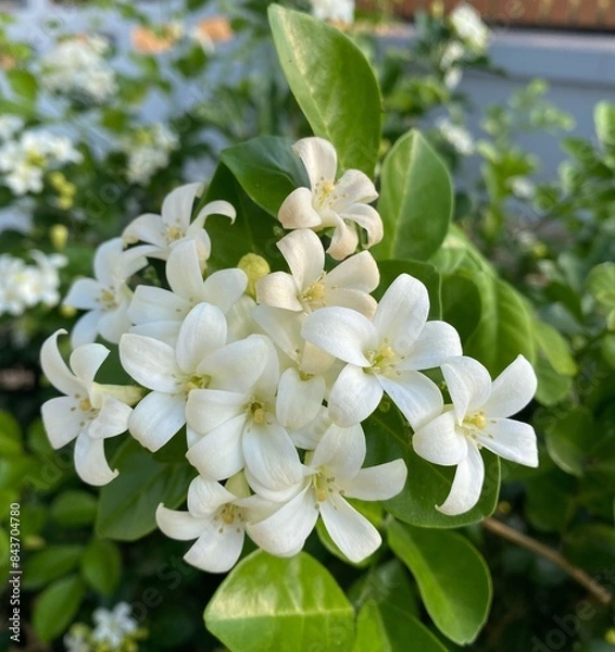 Obraz White flowers 