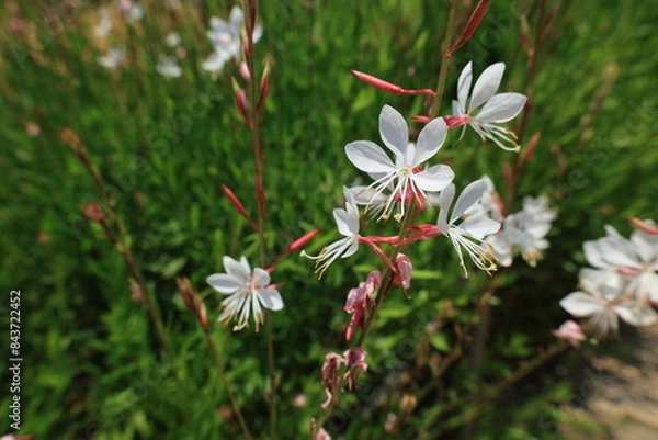 Fototapeta 開花した白いヤマモモソウの花