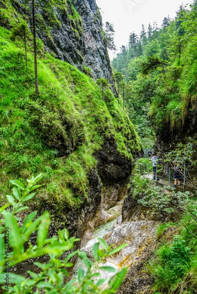 Obraz stream in the forest