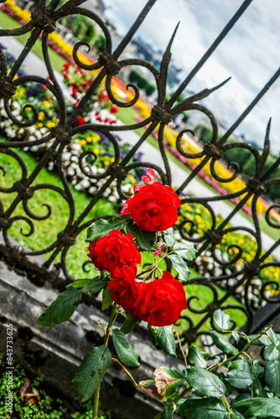 Obraz flower in the garden