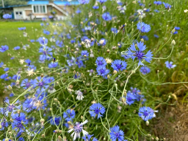 Fototapeta 수레국화