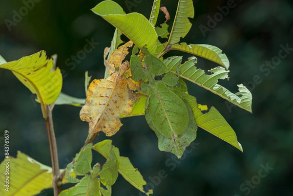 Fototapeta Dead leaf mantis. Leaf locust eating guava leaves. Leaf Insect the green Phylliidae sticking under a leaf and well camouflaged.