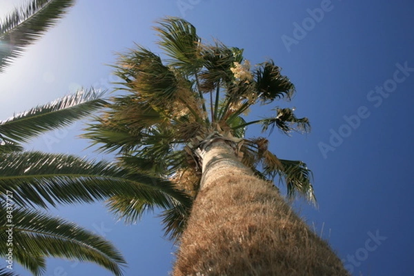 Obraz sonnenbad unter palmen