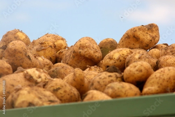 Obraz frische kartoffeln