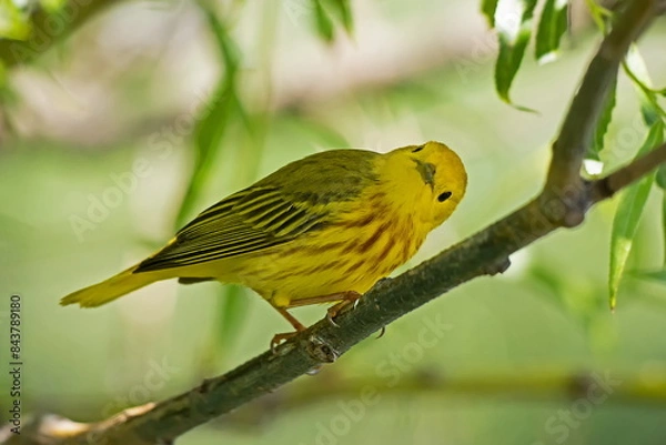 Obraz Yellow Warbler
