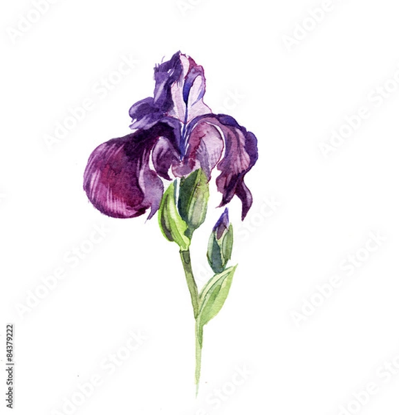 Obraz Away iris kwiaty na białym tle.