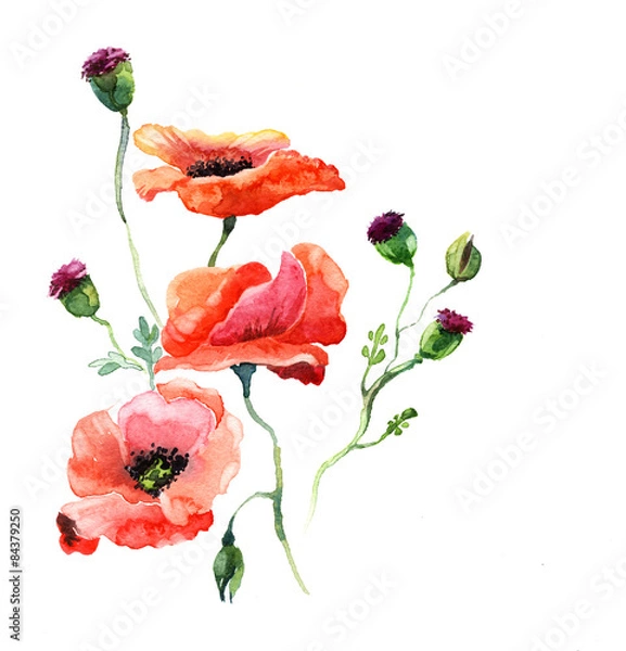 Obraz akwarela maku na białym tle na białym tle