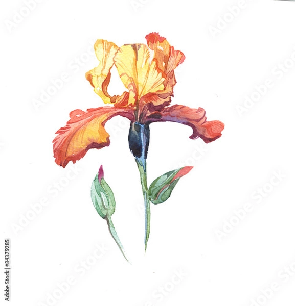 Obraz Away iris kwiaty na białym tle.