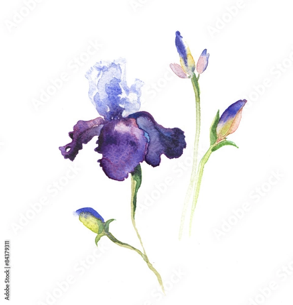 Obraz Away iris kwiaty na białym tle.