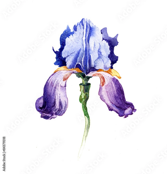 Obraz Away iris kwiaty na białym tle.