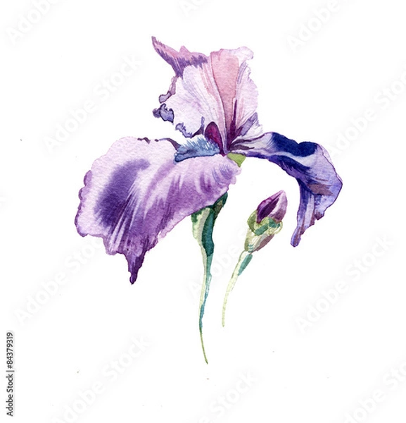 Obraz Away iris kwiaty na białym tle.