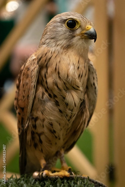 Fototapeta closeup portrait of a kestrel