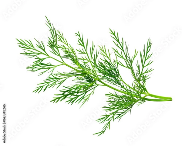 Fototapeta A single sprig of fresh green dill isolated on a black background.