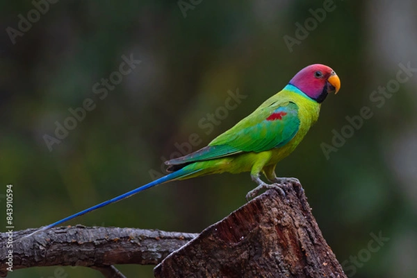 Fototapeta Plum headed parakeet bird perched on a branch with use of selective focus 