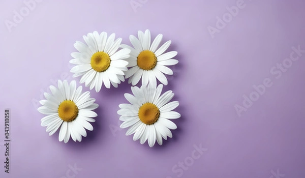 Obraz white daisies on a purple pastel paper texture background with copy space