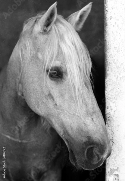 Obraz portrait d'un cheval palomino