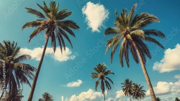 Fototapeta palm sunday concept leaves frame of coconut branches with cloudy blue sky background. Coconut palm trees with blue sky background. Vintage toned