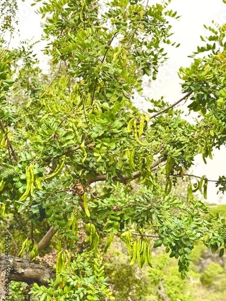 Fototapeta Carob trees ripening on the tree.
